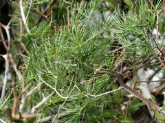 Asparagus exuvialis