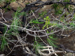 Asparagus exuvialis