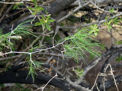 Asparagus exuvialis