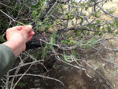 Asparagus exuvialis