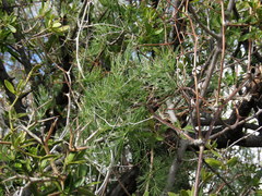 Asparagus exuvialis