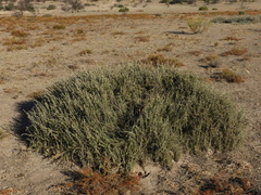 Brachyclados lycioides