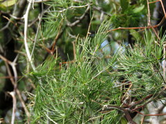 Asparagus exuvialis