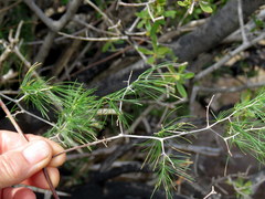 Asparagus exuvialis