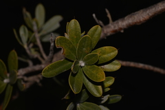 Hakea ruscifolia