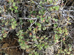 Hermannia spinosa