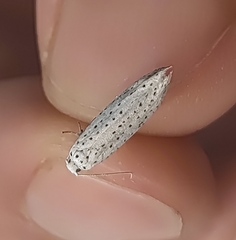 Yponomeuta evonymella