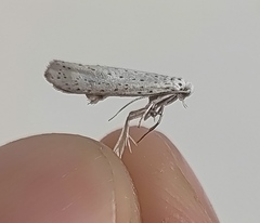 Yponomeuta evonymella