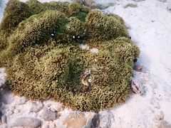 Stichodactyla
