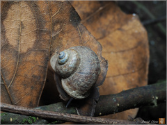 Cyclophorus formosaensis