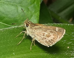 Callimormus corades