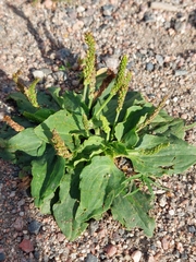 Plantago major