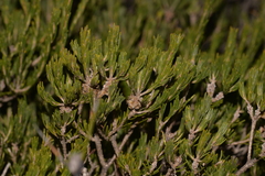 Melaleuca eriocarpa