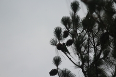 Psittacula himalayana