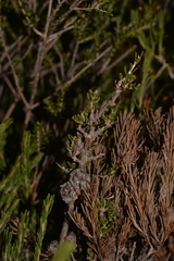 Leptospermum spinescens