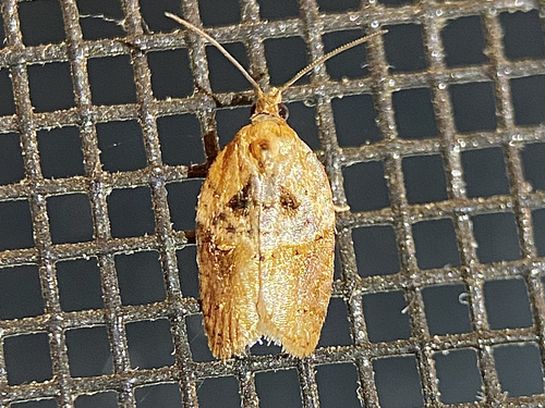 Robinson's Acleris Moth photo 2
