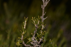 Leptospermum spinescens