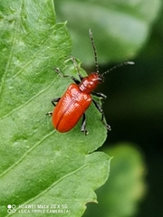 Criocerinae