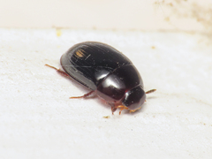 Dactylosternum abdominale