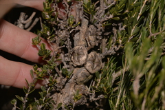 Leptospermum spinescens