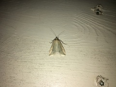 Loxostege turbidalis