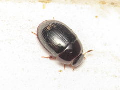 Dactylosternum abdominale