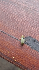 Xanthogaleruca luteola