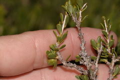 Leptospermum spinescens