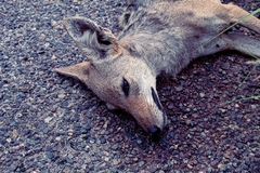 Canis latrans