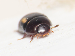 Dactylosternum abdominale
