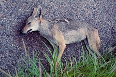 Canis latrans