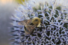 Bombus