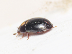 Dactylosternum abdominale