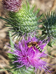 Halictus sexcinctus