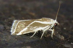 Ponometia alata