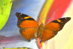 Doleschallia bisaltide pratipa