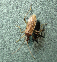 Ozophora salsaverdeae