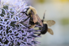 Bombus bimaculatus