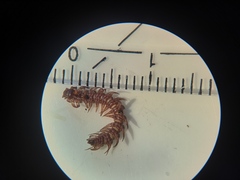 Polydesmus denticulatus