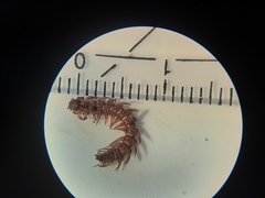 Polydesmus denticulatus