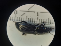 Pterostichus melanarius