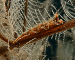 Lomanotus vermiformis