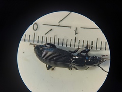 Pterostichus melanarius