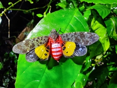 Penthicodes variegatus