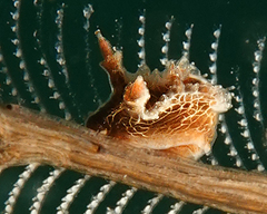 Lomanotus vermiformis