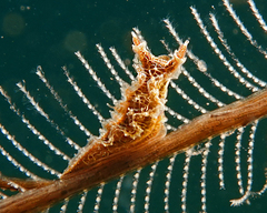 Lomanotus vermiformis