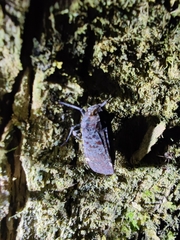 Penthicodes variegatus