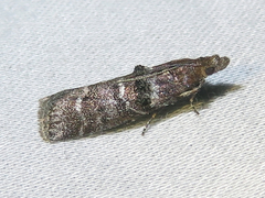 Ortholepis pasadamia