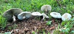 Chlorophyllum molybdites