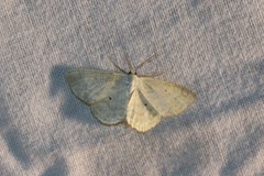 Scopula immutata